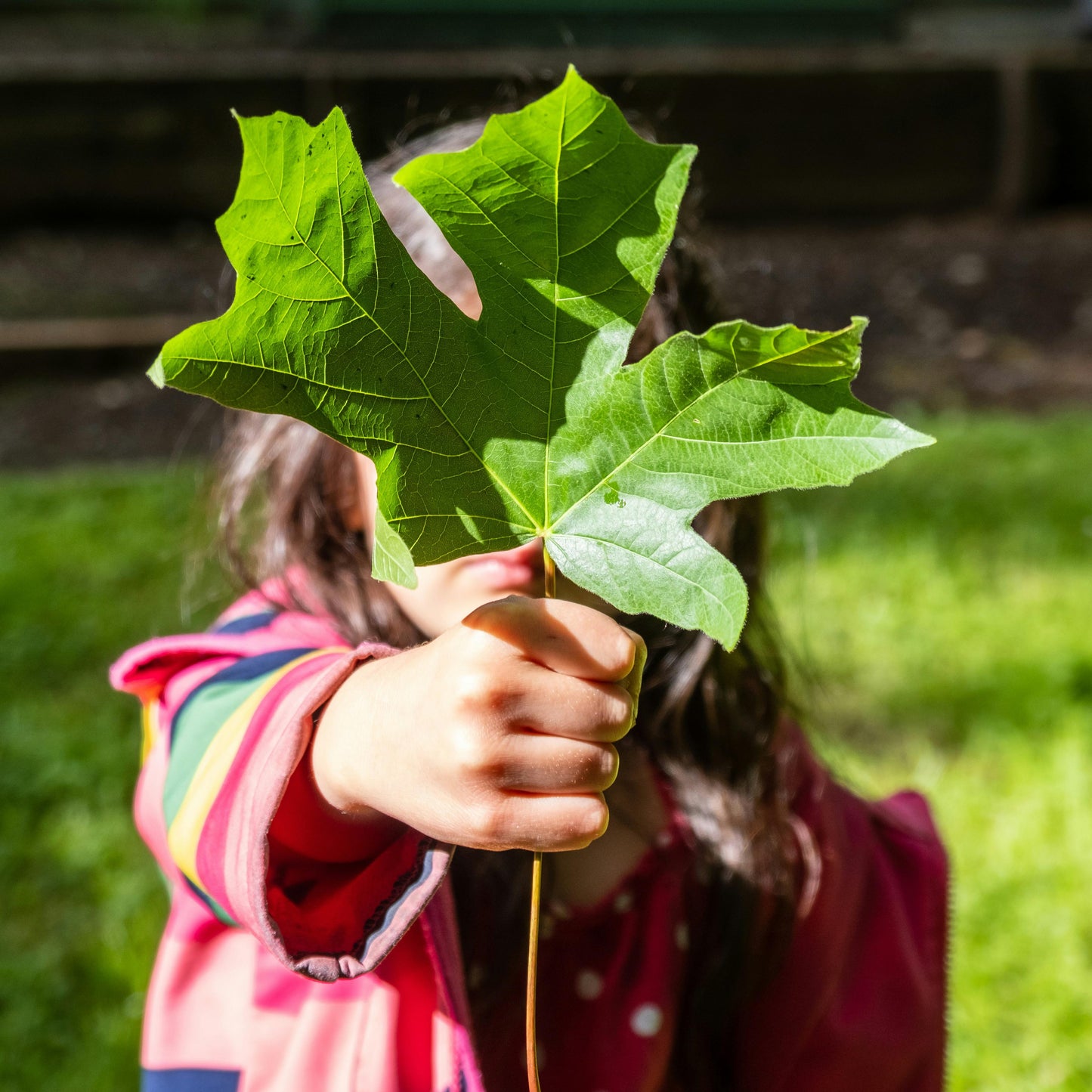 A child examining a leaf