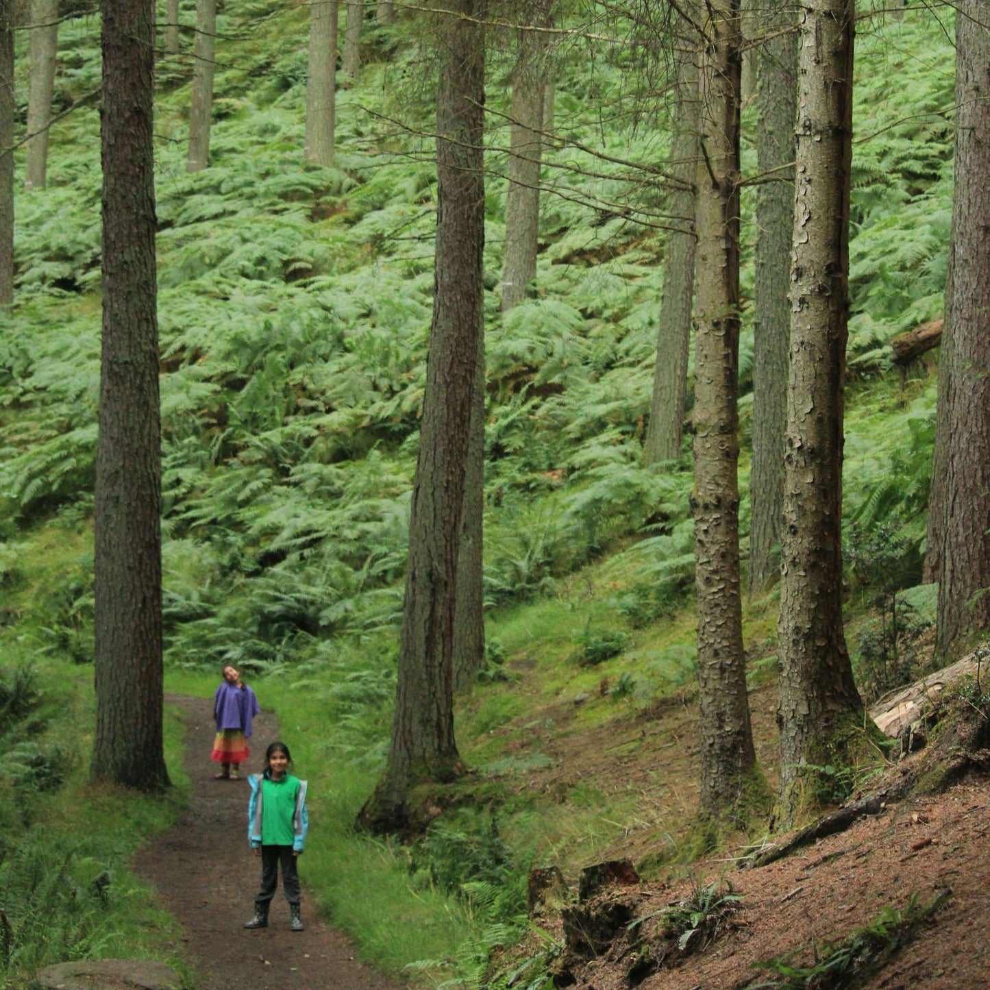 Tick Safety for Families: Prevention, Removal, and Aftercare