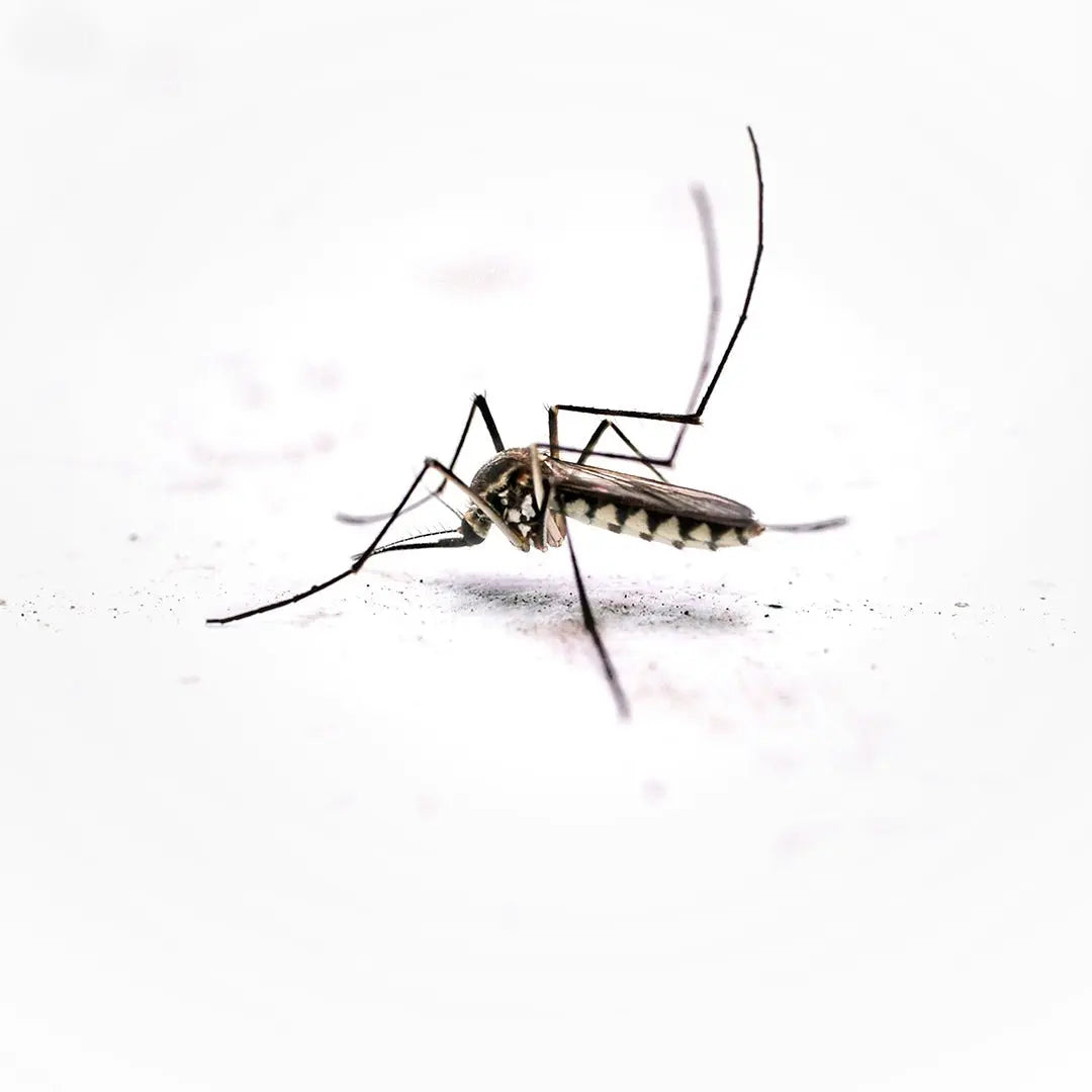Mosquito natural protection
