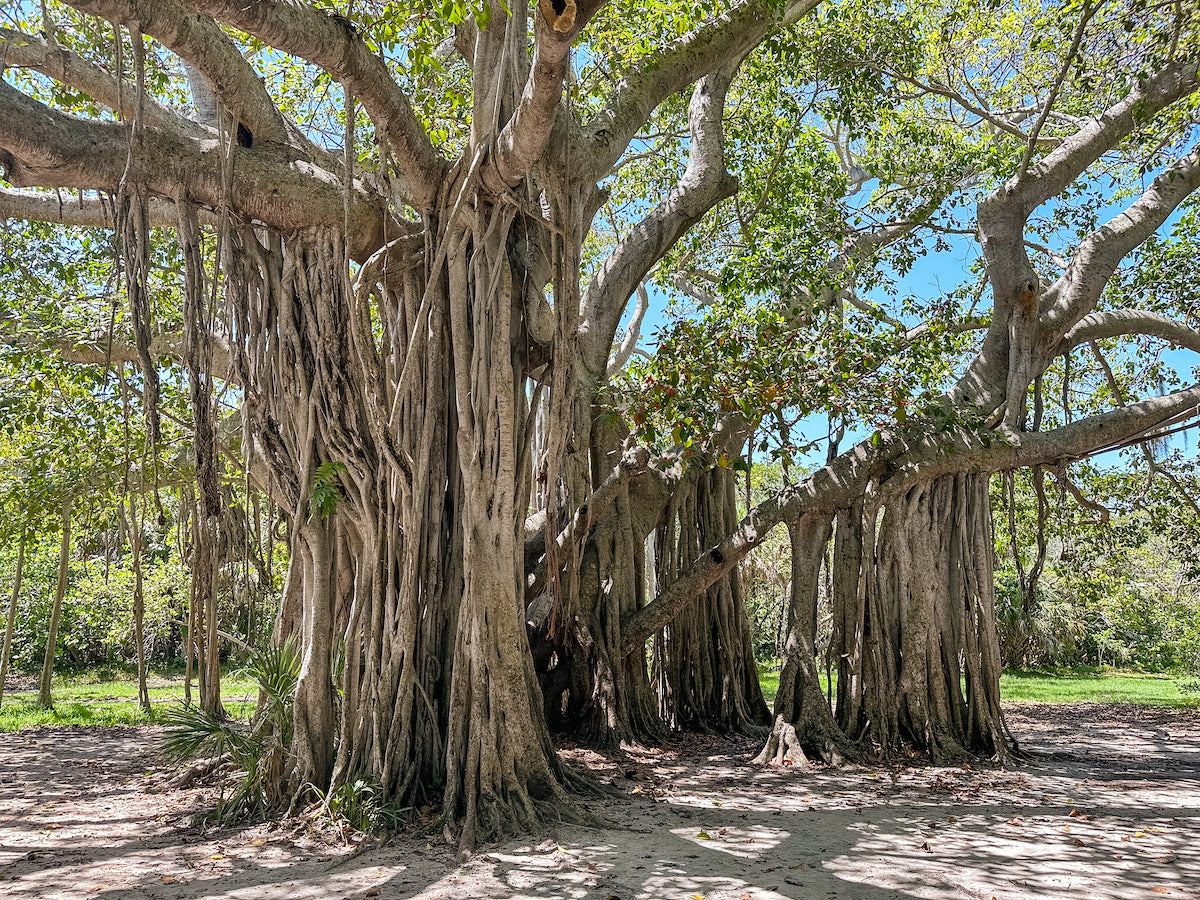 Where We Actually Go Outside in South Florida (A Running List)
