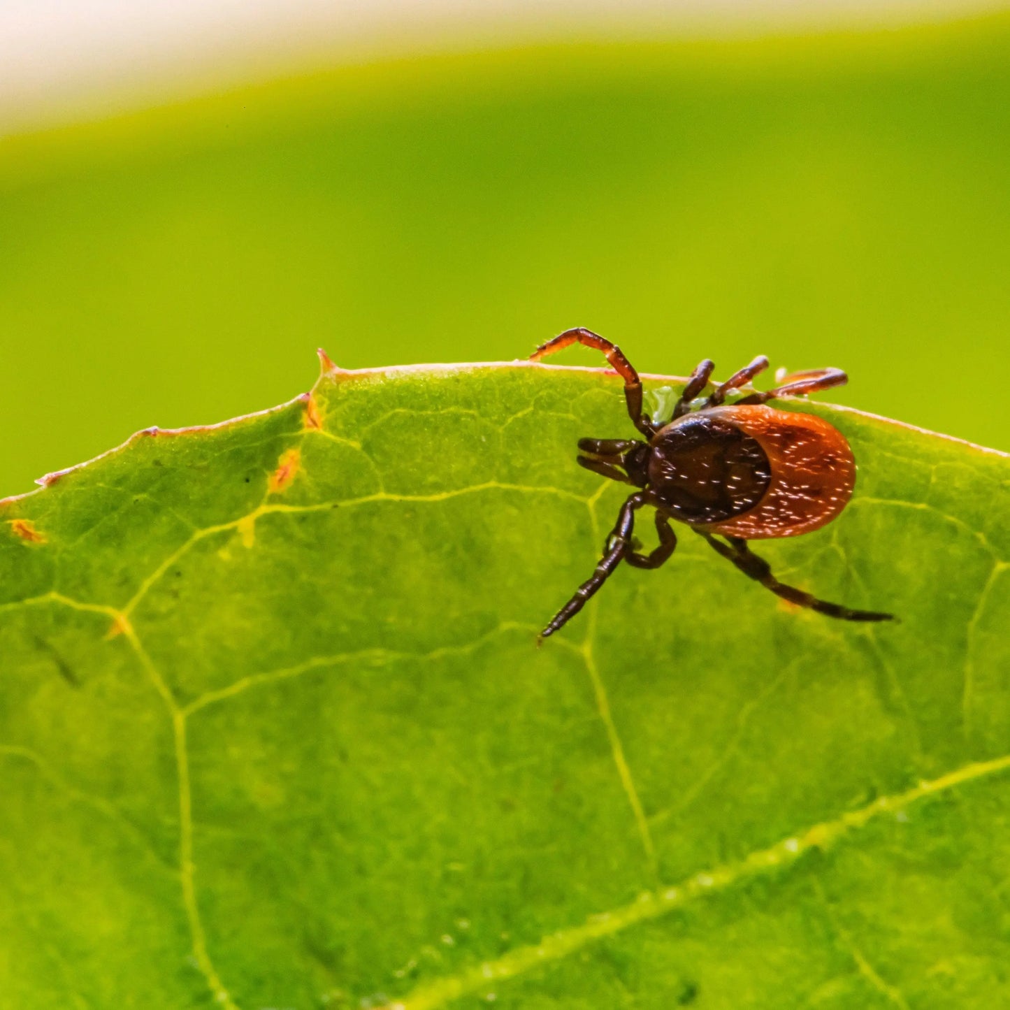 a tick on a green leaf