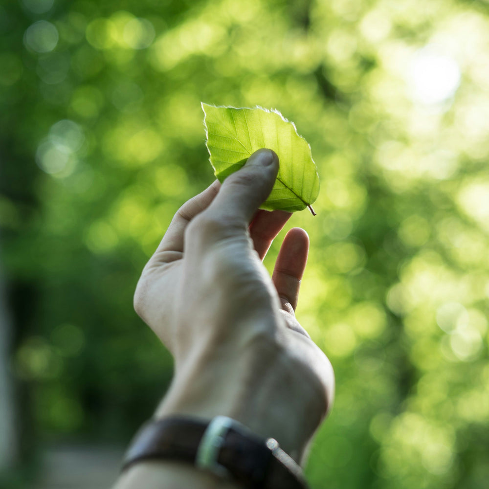 A close-up of a hand gently holding a vibrant green leaf in the middle of a lush forest. The image symbolizes a love for the outdoors, a connection to nature, and the simplicity and sustainability found in mindful exploration.